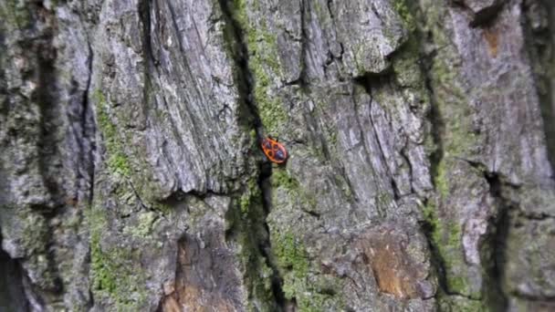 Single Firebug In Forest tree. Closeup Macro — Stock Footage Single Firebug In Forest tree. Closeup Macro Stock Footage