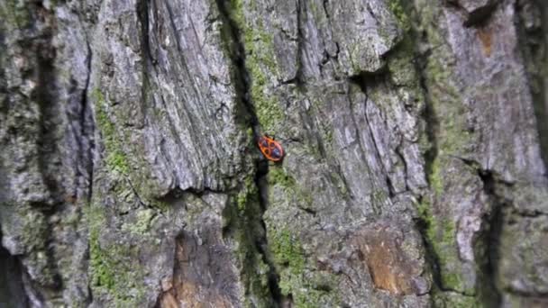 Um único Firebug na árvore da floresta. Fechar Macro — Vídeo de Stock