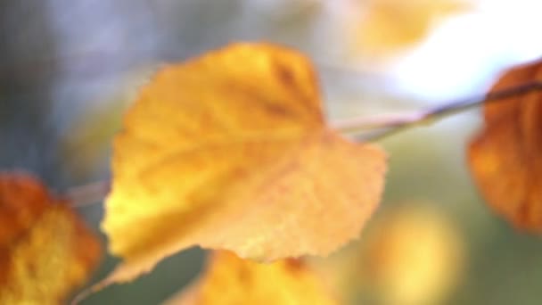 Geel blad op een tak op de achtergrond wazig gele bladeren close-up. — Stockvideo