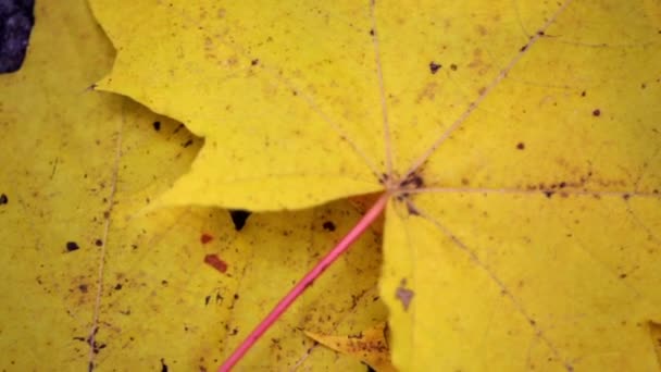 Close-up van droge gele esdoorn blad. Herfst thema, enkele droge bladeren van esdoorn. — Stockvideo