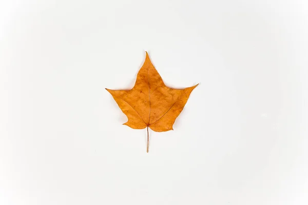 白地に黄色のカエデの葉が孤立。秋のコンセプト — ストック写真