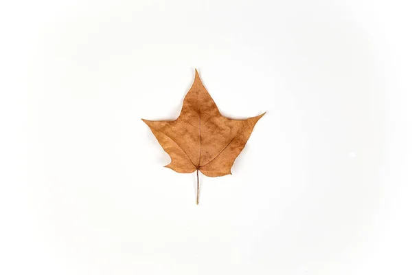 Brown maple leaf isolated on white background. Autumn concept — Stock Photo, Image