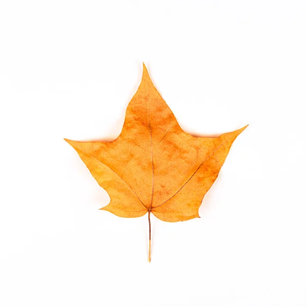 Yellow orange maple leaf isolated on white background. Autumn co — Stock Photo, Image