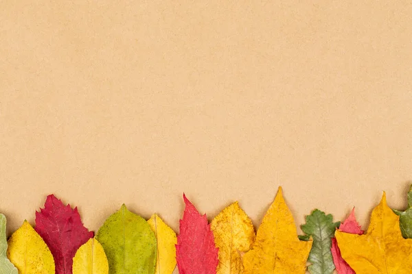 Colorful fall leaves on white background. Autumn frame. Flat lay — Stock Photo, Image