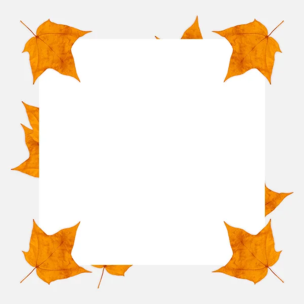 Maple leaf frame. Colorful maple leaf frame on a white backgroun