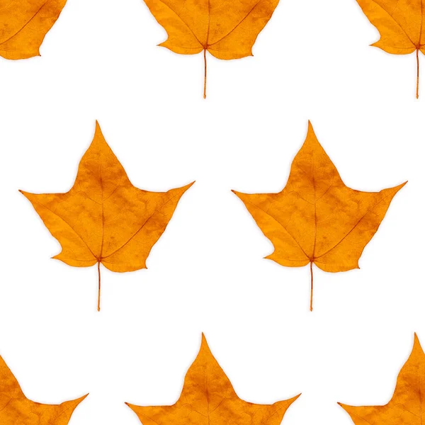 Autumn colorful maple-leaf seamless background pattern texture — Stock Photo, Image