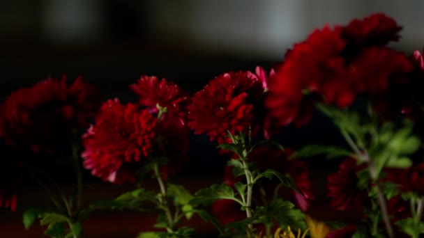 Un bouquet de fleurs de chrysanthème foncé se tient dans une pièce sombre et balancent dans le vent — Video