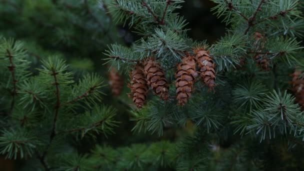Cones on the branches of a large spruce. Beautiful Pine tree swaying in the wind — Stock Video