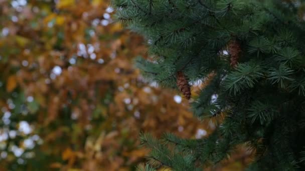 Cones on the branches of a large spruce. Beautiful Pine tree swaying in the wind — Stock Video