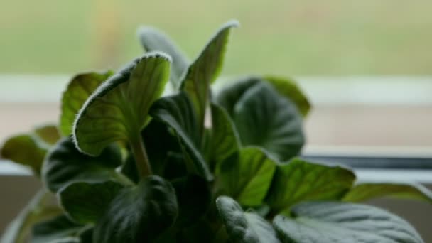 Planta de casa con hojas verdes en el alféizar de la ventana en el sol de la mañana, primer plano. Comodidad en casa — Vídeos de Stock