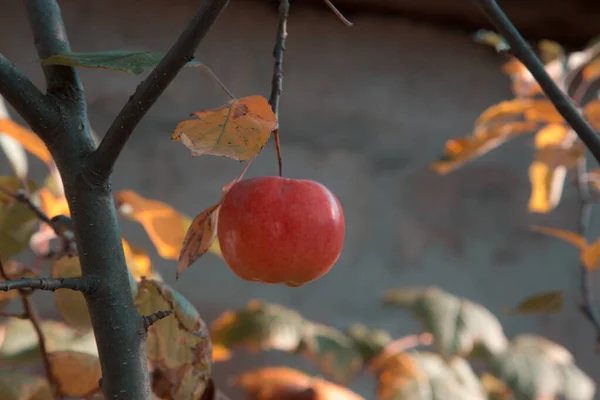 Färskt rå rött äpple på filialen i trädgården på solig dag. — Stockfoto