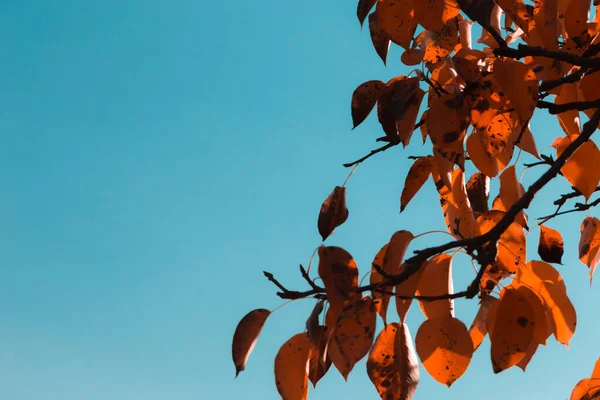 Feuille d'automne sur une branche sur un fond de ciel. Automne saison nature — Photo