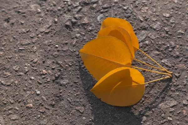 Close up shot Yellow leafs lying on a black asphalt road in sunn — Stock Photo, Image