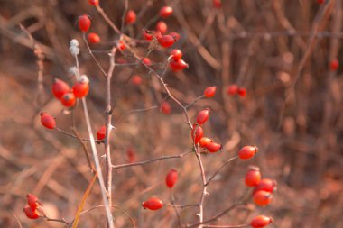 Kırmızı gül kalçası. Sonbaharda gül kalçalı bir makro resim
