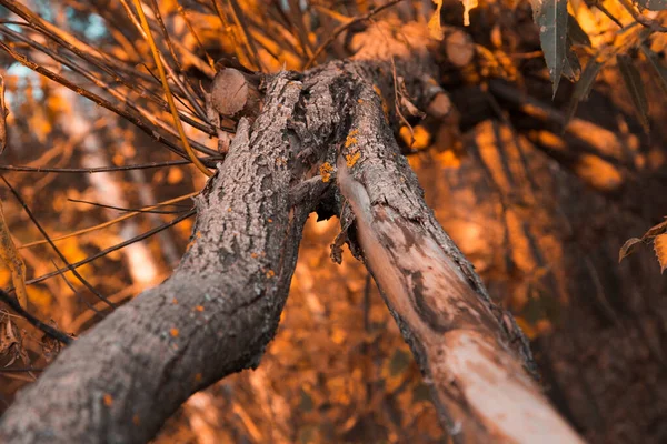 Fermer un vieil écorce d'arbre sur un fond de forêt d'automne. — Photo