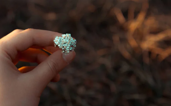 Lot de petites marguerites à la main sur fond naturel vert — Photo