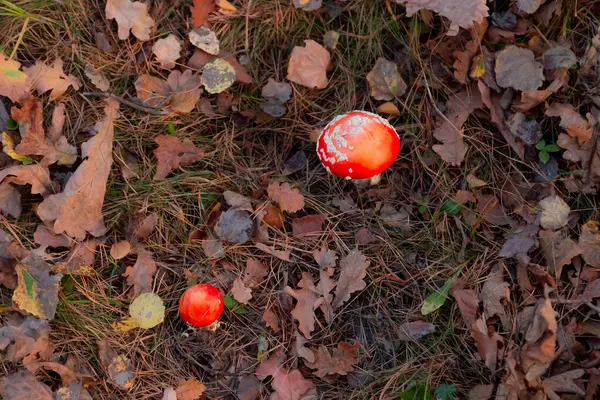 Red fly agaric na floresta com um chapéu levantado. Belo veneno — Fotografia de Stock