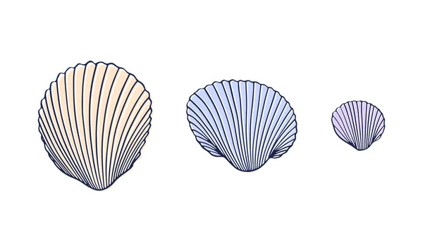 一个直线上有三个贝壳的矢量集 手绘向量说明 在白色背景上孤立的夏季图标 — 图库矢量图片