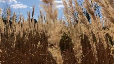 Büyük bir tarlada yeşil ağaçların ve tepenin arka planında kabarık, kuru otlar. Güneşli bir sonbahar gününde rüzgardan dolayı çimen yaprakları sallanıyor..