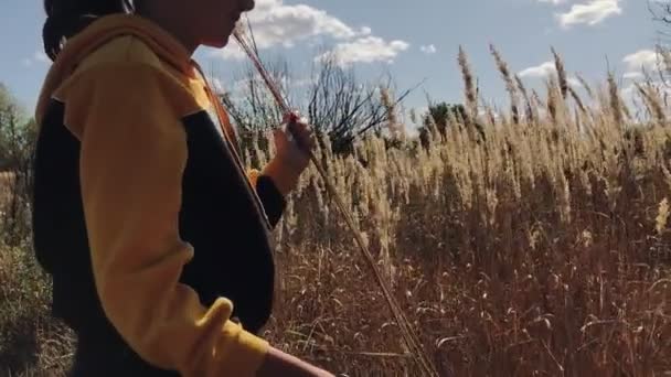 Молодая девушка в поле отрезает или щипает сухую траву или пшеничные шипы — стоковое видео