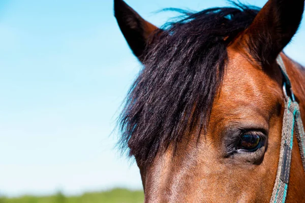 Primer plano de un ojo de caballo y la cabeza. Ojo de caballo marrón primer plano —  Fotos de Stock