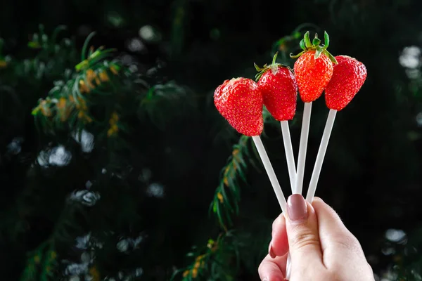 Alternative edible bouquet of berries in the hand of a man or woman, birthday, Valentine\'s Day, holiday, close-up. Whole strawberry fruit on wooden skewers, on a white background. Selective focus.