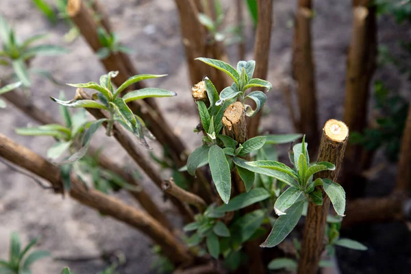 Pruned Branch Butterfly Bush Growing Fresh New Leaves Garden Plant — Stock Photo, Image