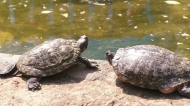 Güneşin suya yakın iki kaplumbağalar güneşlenmek.