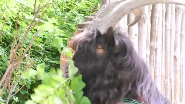 Animal Goat Eats Tree Leaves — Stock Video