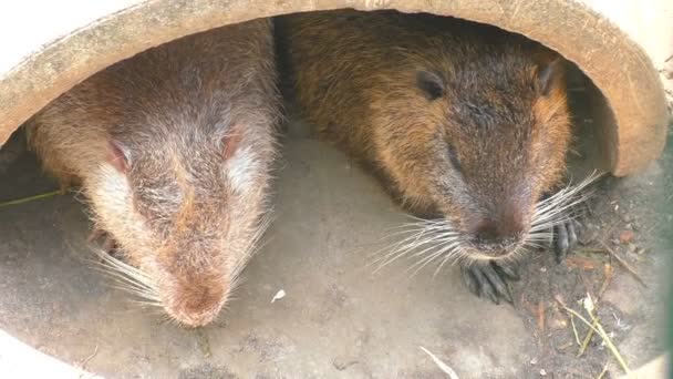 Deux Rats Musqués Sont Assis Dans Leur Demeure Somnolent Soleil — Video