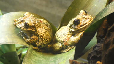 İki kurbağalarınız oturup üzerinde yeşil bir yaprak, yakın çekim.