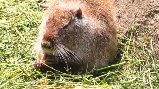 Una Rata Agua Animal Come Hierba Naturaleza Cerca — Vídeo de stock