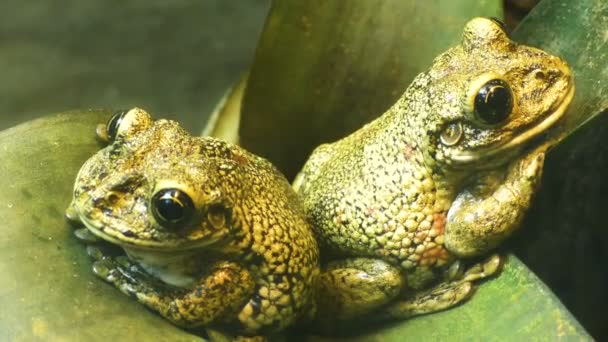 Две Лягушки Сидят Зеленом Листе Крупным Планом — стоковое видео