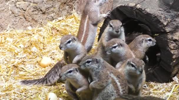 自分の家 素敵な齧歯動物で灰色リスの家族 — ストック動画