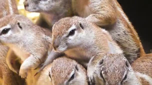 灰色松鼠家庭特写 美丽的啮齿动物 — 图库视频影像