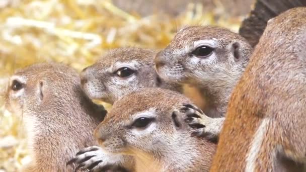 Close Squirrel Head Family — Stock Video