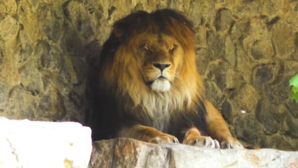 Terrible Lion Dozing Nature Close — Stock Video