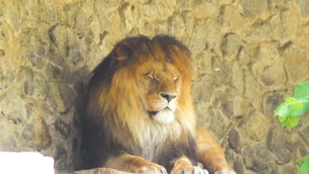 León Grande Está Dormitando Naturaleza Cerca — Vídeos de Stock