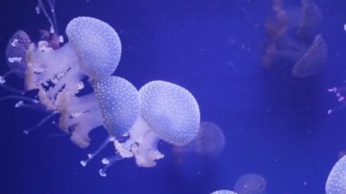 Parlak denizanası bir akvaryumda, mavi su, arka plan, şeffaf denizanası sualtı görüntüleri yüzüyor. Sualtı deniz duvar kağıdı.