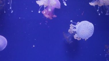 Parlak denizanası bir akvaryumda, mavi su, arka plan, şeffaf denizanası sualtı görüntüleri yüzüyor. Sualtı deniz duvar kağıdı.