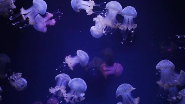 Shiny Jellyfish Swims Aquarium Blue Water Background Transparent Jellyfish Underwater — Stock Video