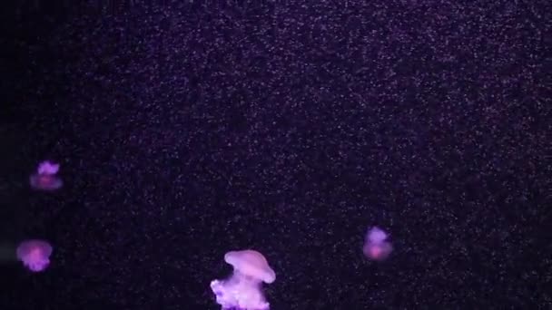 Medusas Brilhantes Nadam Aquário Água Azul Fundo Imagens Subaquáticas Medusas — Vídeo de Stock