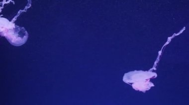 Parlak denizanası bir akvaryumda, mavi su, arka plan, şeffaf denizanası sualtı görüntüleri yüzüyor. Sualtı deniz duvar kağıdı.