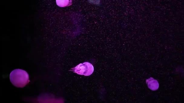 Medusas Brillantes Nadan Acuario Agua Azul Fondo Medusas Transparentes Bajo — Vídeo de stock