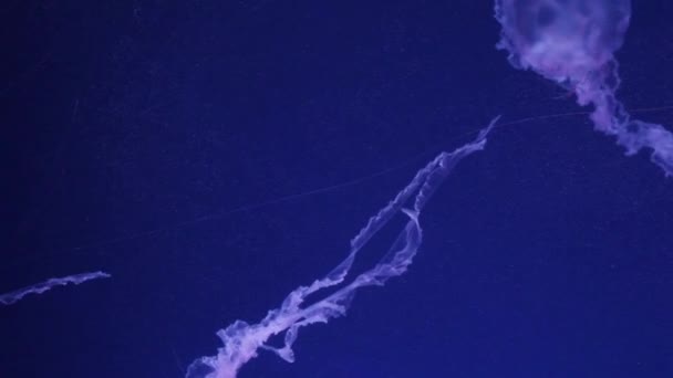 Medusas Brilhantes Nadam Aquário Água Azul Fundo Imagens Subaquáticas Medusas — Vídeo de Stock