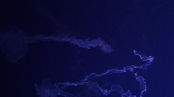 Méduses brillantes nage dans un aquarium, Eau bleue, Fond, méduses transparentes images sous-marines. Fond d'écran sous-marin mer .