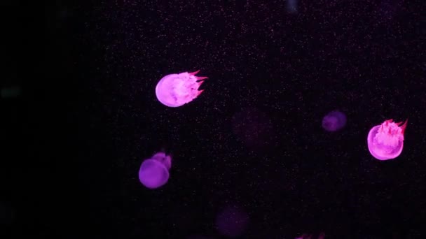 Fényes Medúza Úszik Akváriumban Kék Víz Háttér Átlátszó Medúza Víz — Stock videók