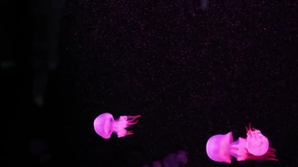 Блискучі Медузи Плавають Акваріумі Блакитній Воді Фоні Прозорих Медузних Підводних — стокове відео