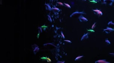 Parlak denizanası bir akvaryumda, mavi su, arka plan, şeffaf denizanası sualtı görüntüleri yüzüyor. Sualtı deniz duvar kağıdı.