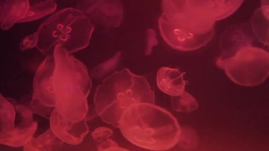 Parlak denizanası bir akvaryumda, mavi su, arka plan, şeffaf denizanası sualtı görüntüleri yüzüyor. Sualtı deniz duvar kağıdı.